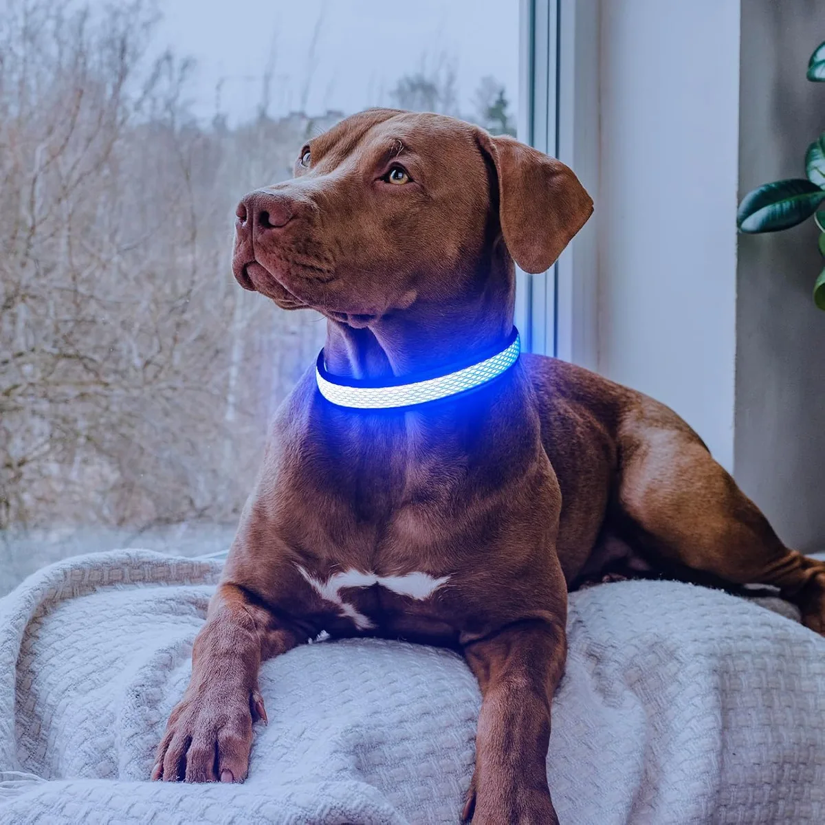 USB LED Dog Collar Lights - Adjustable Comfortable Soft Mesh Safety Collar Dogs, Colorful Lights for Nighttime Visibility USB LED Dog Collar Lights - Adjustable Comfortable Soft Mesh Safety Collar Dogs, Colorful Lights for Nighttime Visibility