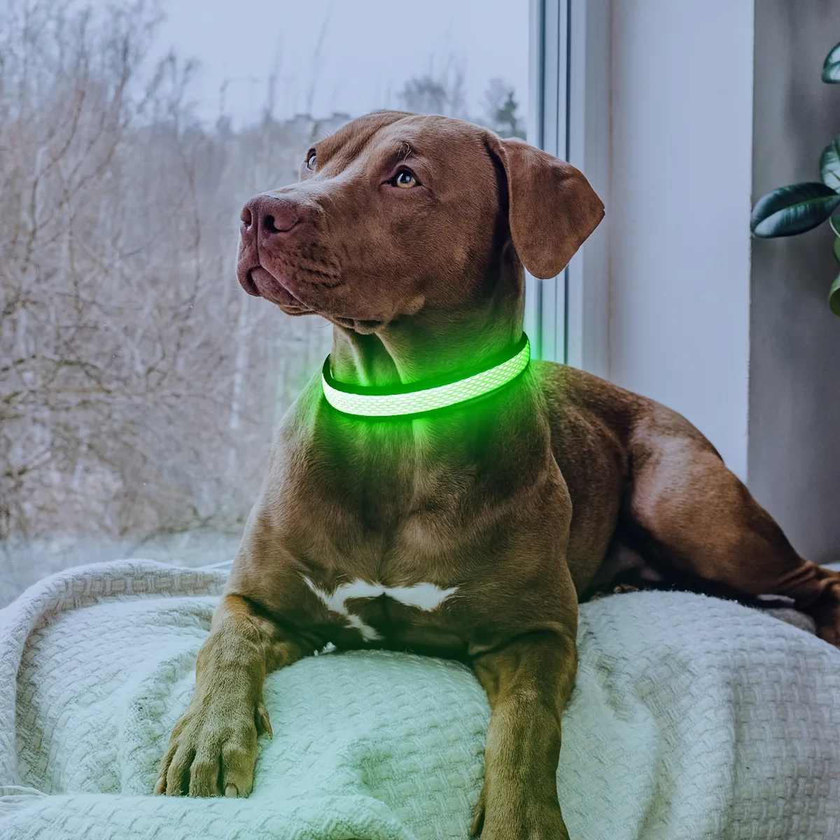 USB LED Dog Collar Lights - Adjustable Comfortable Soft Mesh Safety Collar Dogs, Colorful Lights for Nighttime Visibility USB LED Dog Collar Lights - Adjustable Comfortable Soft Mesh Safety Collar Dogs, Colorful Lights for Nighttime Visibility